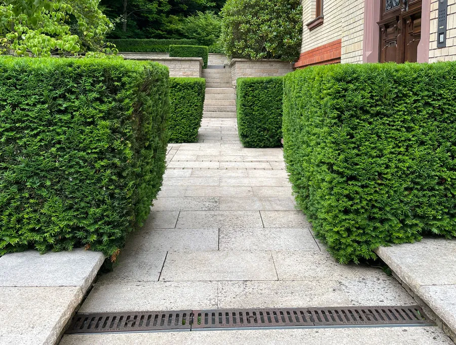 Sauberer, gepflasterter Gartenweg zwischen geschnittenen Hecken